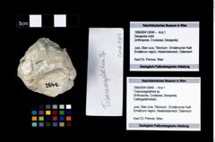 Foto (Objekt + Etikett) von Tuberosagalathea sp.  (NHMW-GEO-1990-0041-2646)